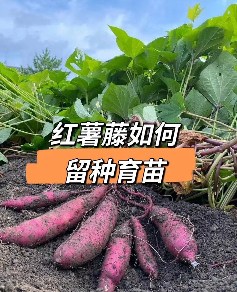 广东农村红薯种植技术有哪些关键要点？-图3