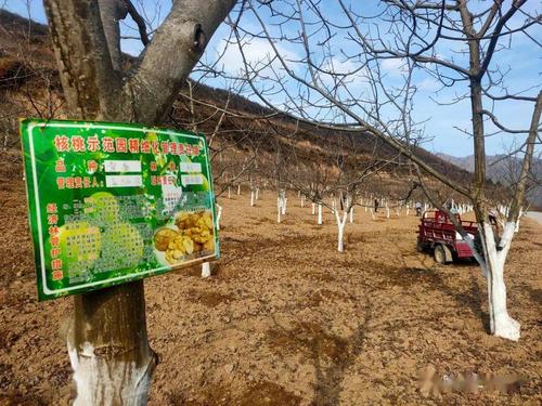 冬天核桃管理视频有哪些关键技术?-图1 冬天核桃管理视频有哪些关键技术?-图1