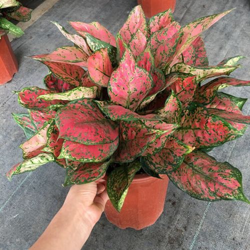 红如意皇后到底有几个品种?-图2 红如意皇后到底有几个品种?-图2