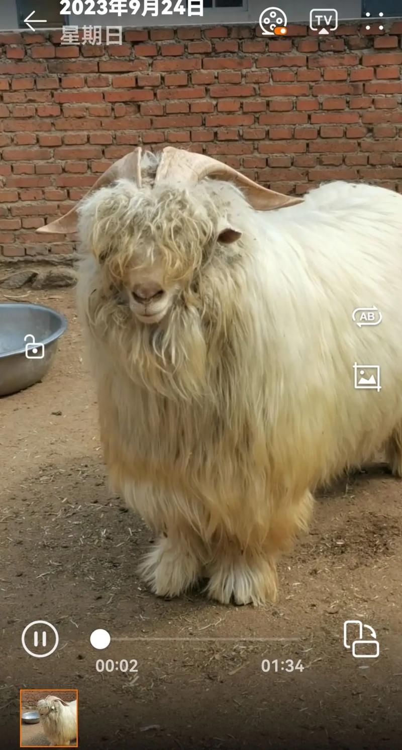 哪种绒山羊品种品质最优？-图2