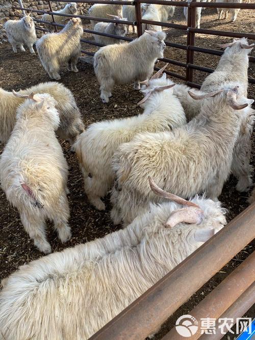 哪种绒山羊品种品质最优？-图3
