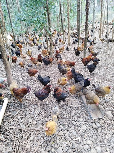 陕西养土鸡选什么品种-图1