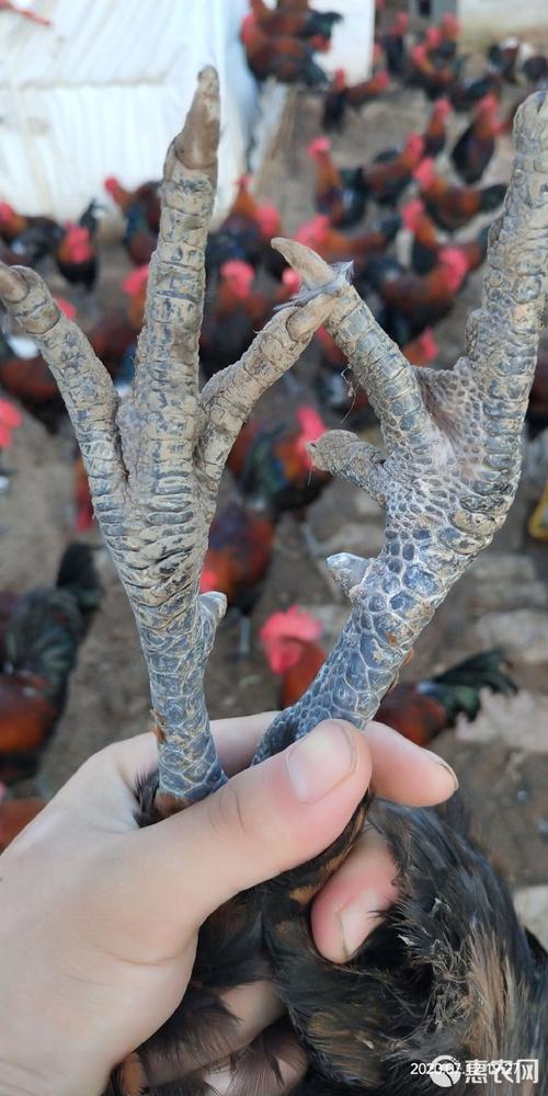 陕西养土鸡选什么品种-图2