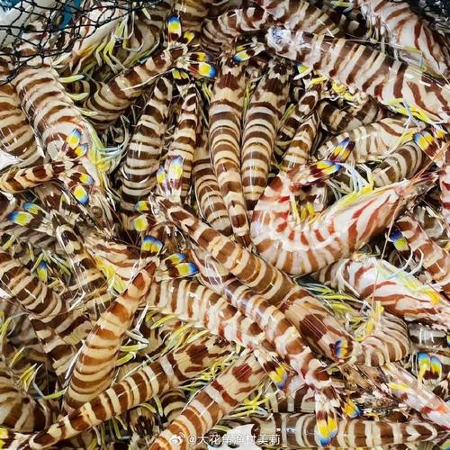 2025海南花虾价格-图1 2025海南花虾价格-图1