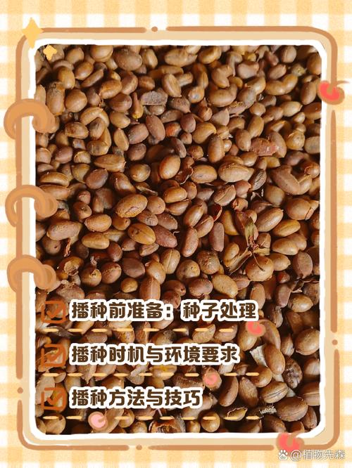 柿子种子栽培管理技术-图1