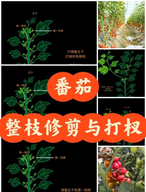 柿子种子栽培管理技术-图2