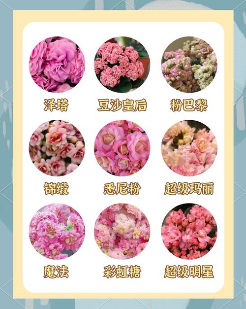 长寿花的品种怎么分类-图1