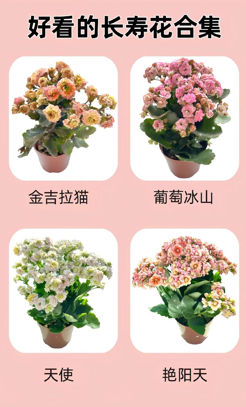 长寿花的品种怎么分类-图2