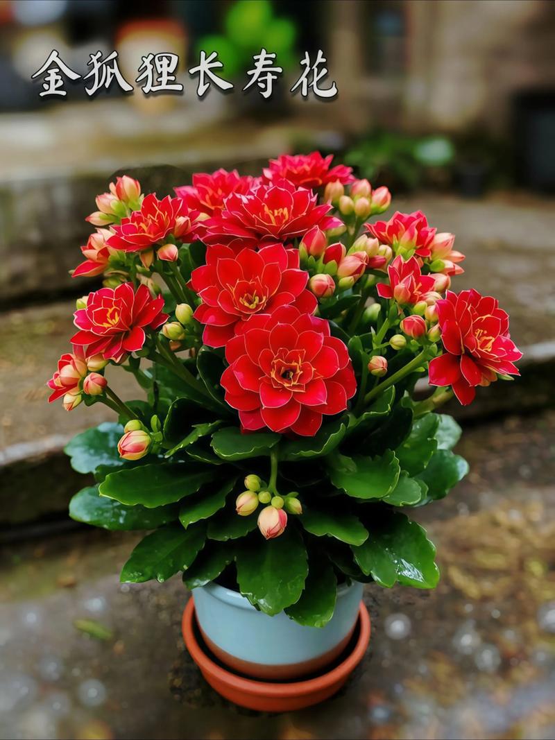 长寿花的品种怎么分类-图3