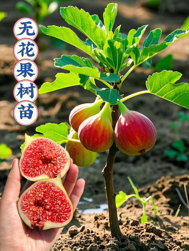 哪些品种适合大规模无花果种植？-图2