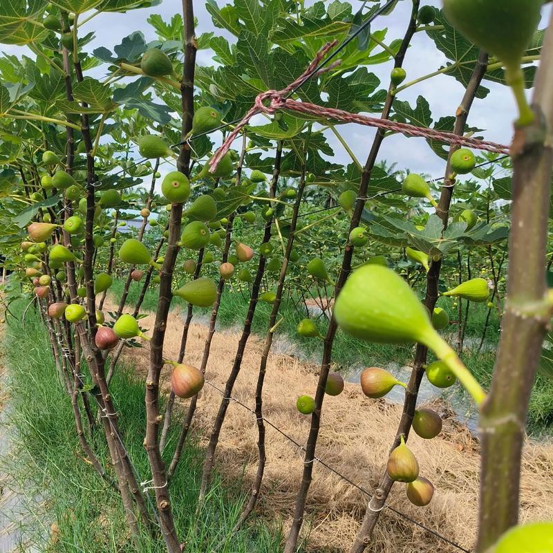 哪些品种适合大规模无花果种植？-图3