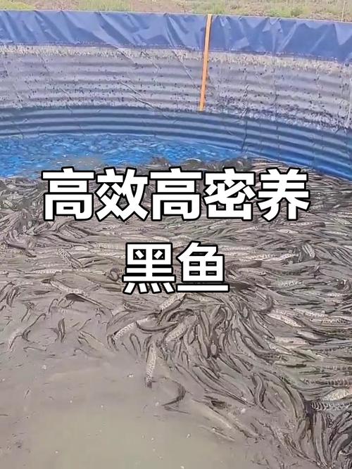 野生黑鱼立体养殖技术-图1 野生黑鱼立体养殖技术-图1