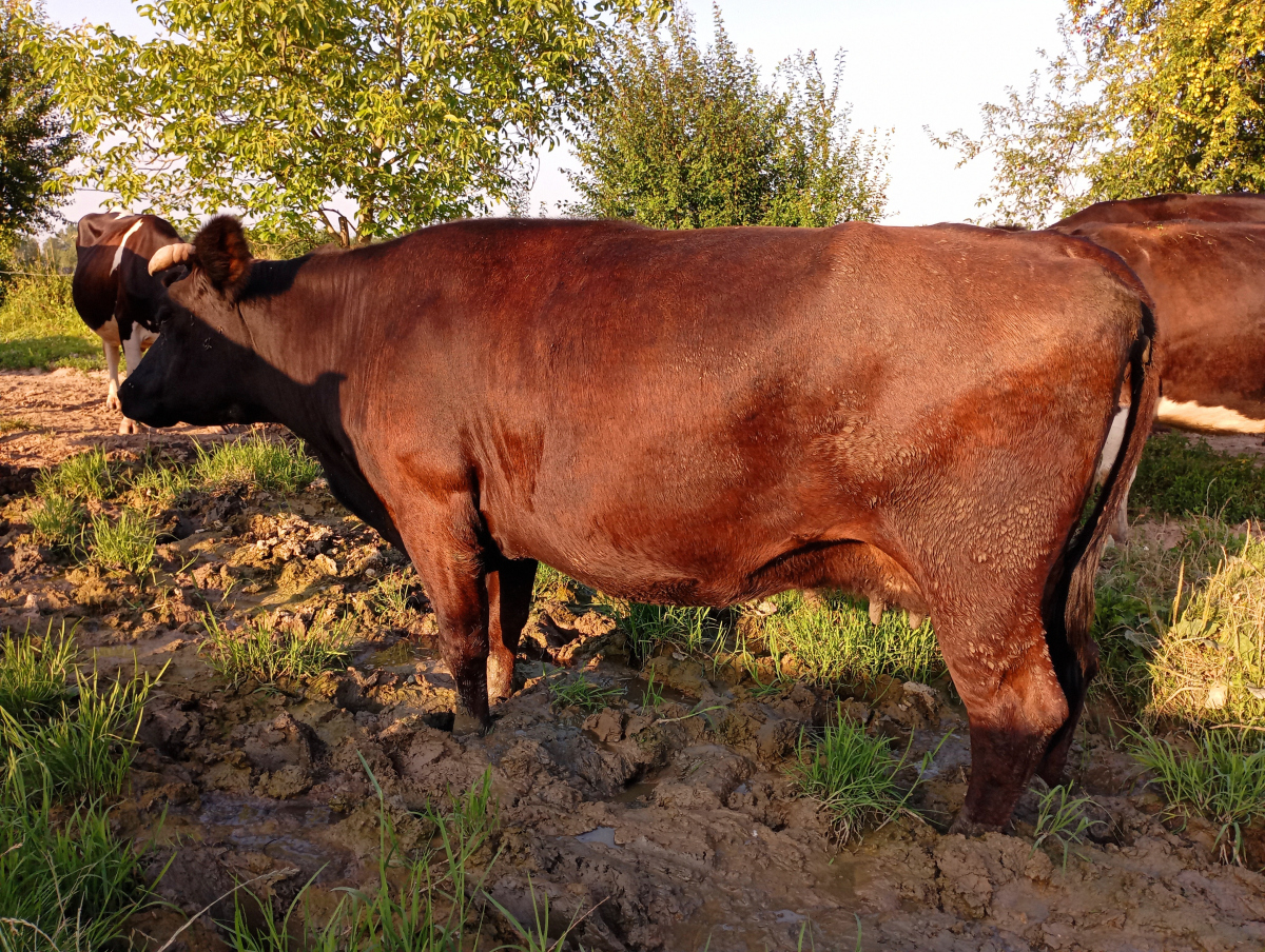 东北牛的品种图片大全-图3