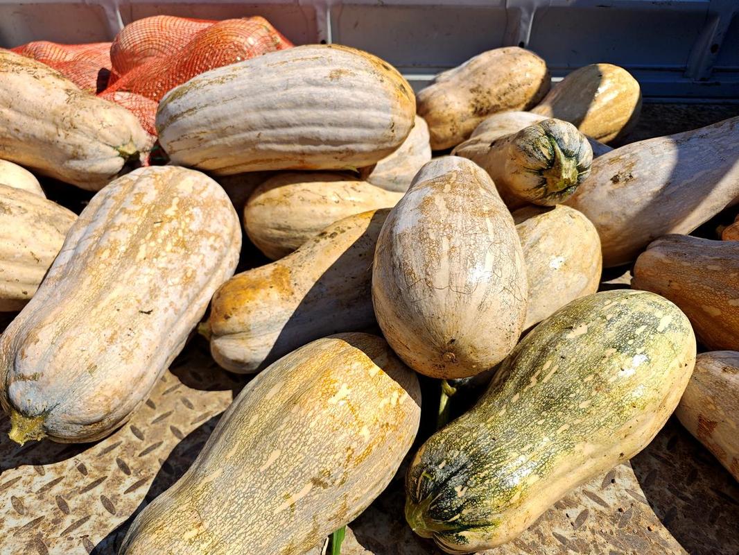 中国最好吃的南瓜品种是哪个？-图1