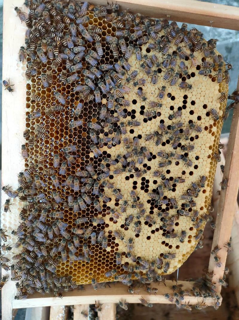 养蜂技术属于哪个专业领域？-图3