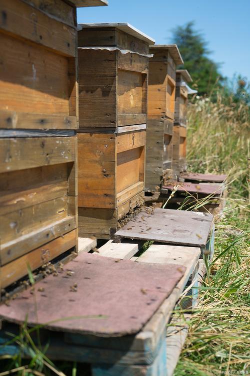 养蜂技术属于哪个专业领域？-图2