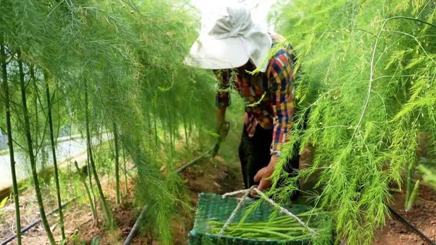 芦露天种植技术视频有哪些关键点?-图1 芦露天种植技术视频有哪些关键点?-图1