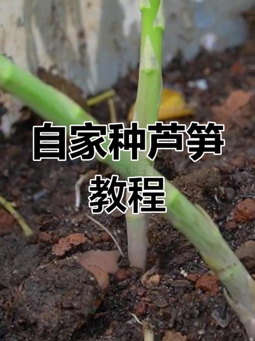 芦露天种植技术视频有哪些关键点?-图3 芦露天种植技术视频有哪些关键点?-图3