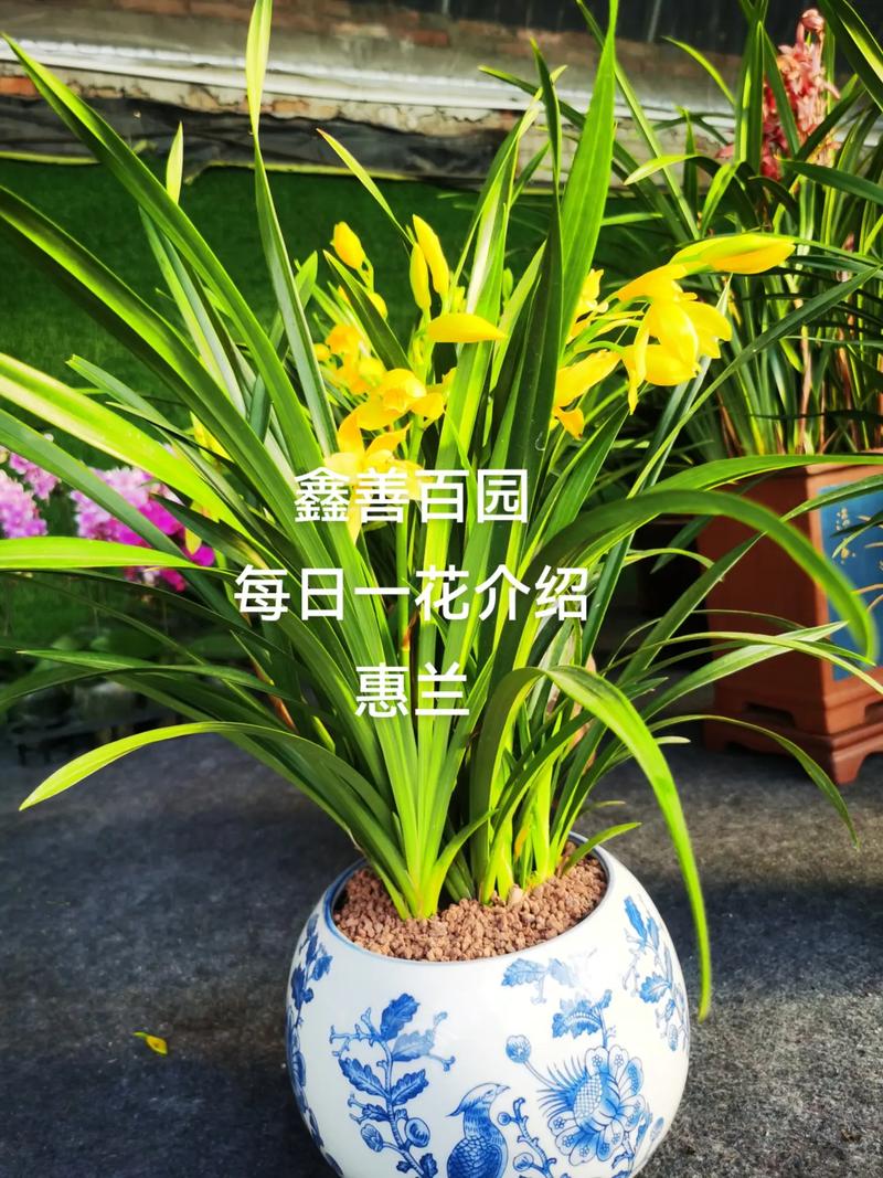 兰草品种这么多，到底哪个最好？-图3