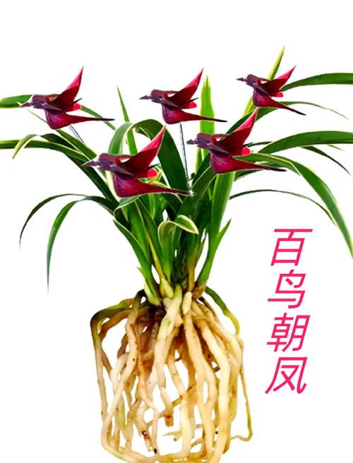 兰草品种这么多,到底哪个最好?-图2 兰草品种这么多,到底哪个最好?-图2