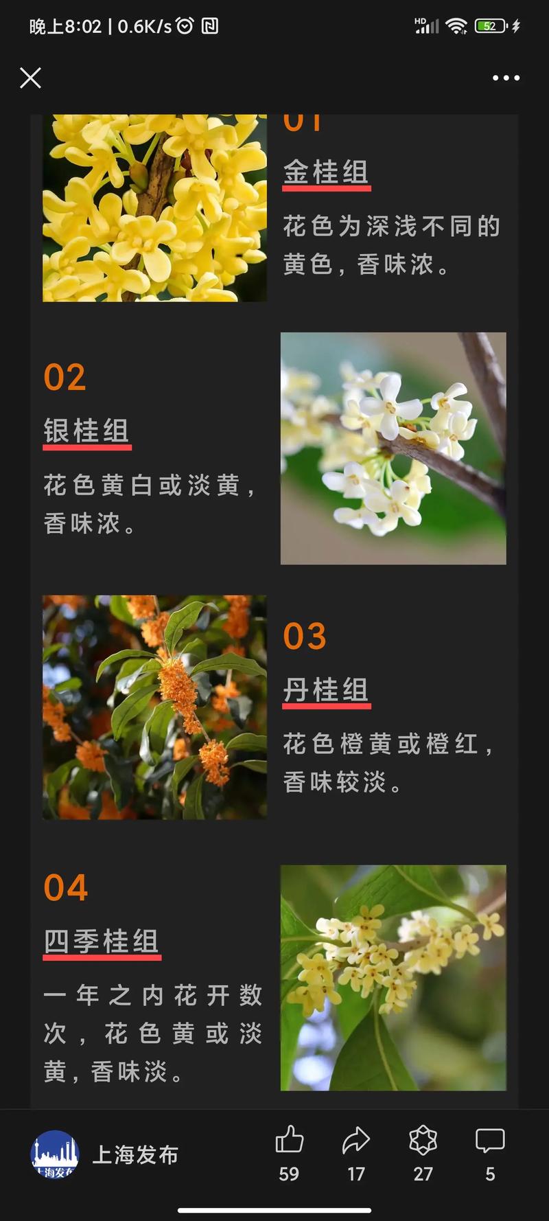 桂花究竟有多少品种？-图1