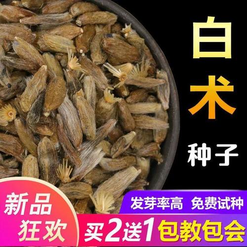 白术亩产多少斤?价格与产量有何关联?-图1 白术亩产多少斤?价格与产量有何关联?-图1