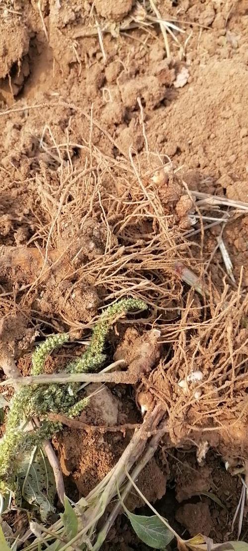 白术亩产多少斤?价格与产量有何关联?-图2 白术亩产多少斤?价格与产量有何关联?-图2