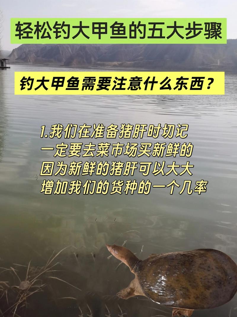 养殖甲鱼视频，新手如何快速掌握技术？-图3