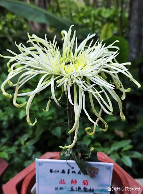 菊花品种有哪些？-图3