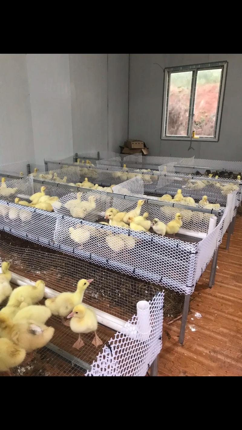 水蛭饲料养殖技术视频怎么学?-图1 水蛭饲料养殖技术视频怎么学?-图1