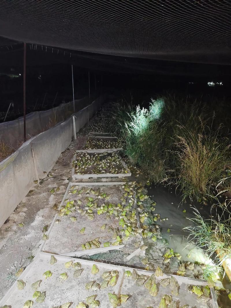 青蛙养殖如何有效预防疾病？-图1