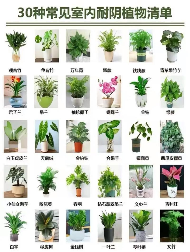 哪些花卉品种种植前景好？-图1