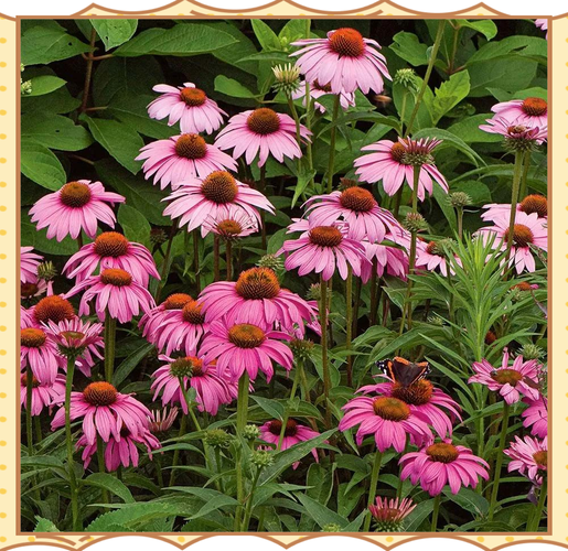 哪些花卉品种种植前景好？-图3