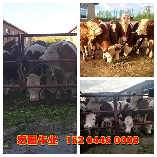 中国进口牛品种有哪些?-图3 中国进口牛品种有哪些?-图3