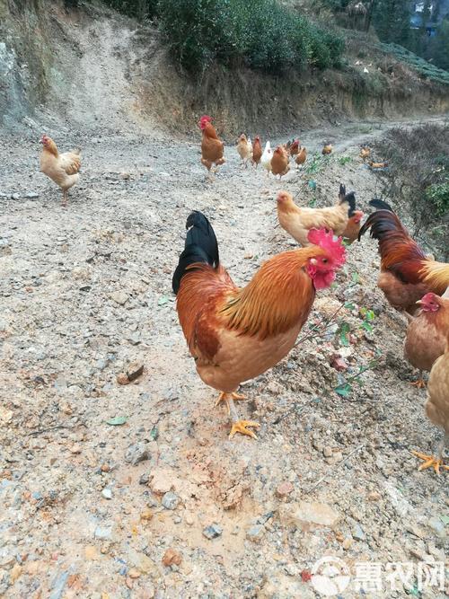 山东散养鸡什么品种好-图1