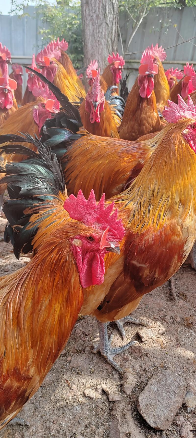 山东散养鸡什么品种好-图3