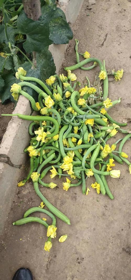 露地丝瓜怎么种才高产？-图1