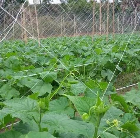 露地丝瓜怎么种才高产？-图2