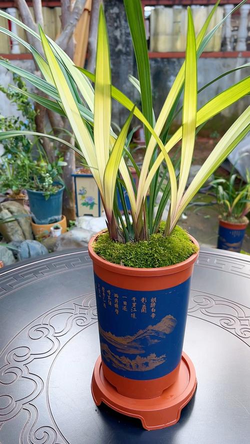 西北养兰花,什么品种好活又开花?-图1 西北养兰花,什么品种好活又开花?-图1