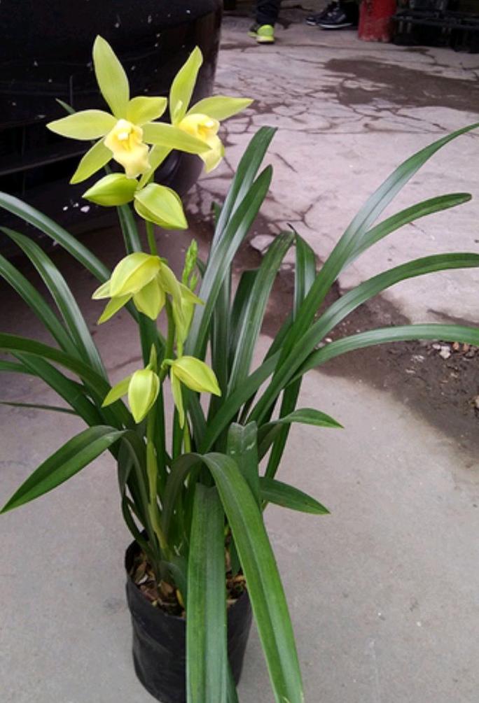 西北养兰花,什么品种好活又开花?-图2 西北养兰花,什么品种好活又开花?-图2