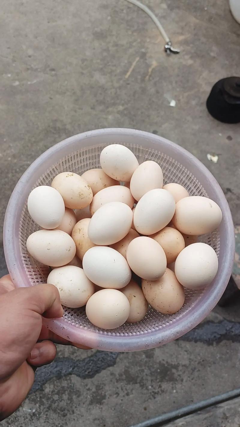 养殖斗鸡孵化技术有哪些关键点？-图1