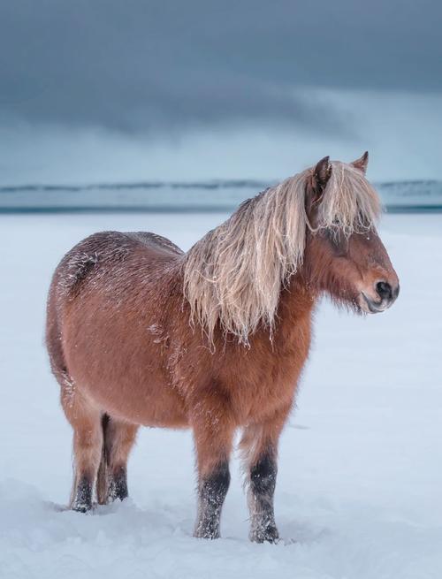 马品种有哪些？附图片大全。-图2