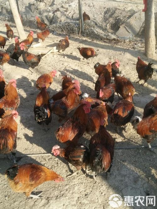 南阳柴鸡价格最新行情如何？-图1