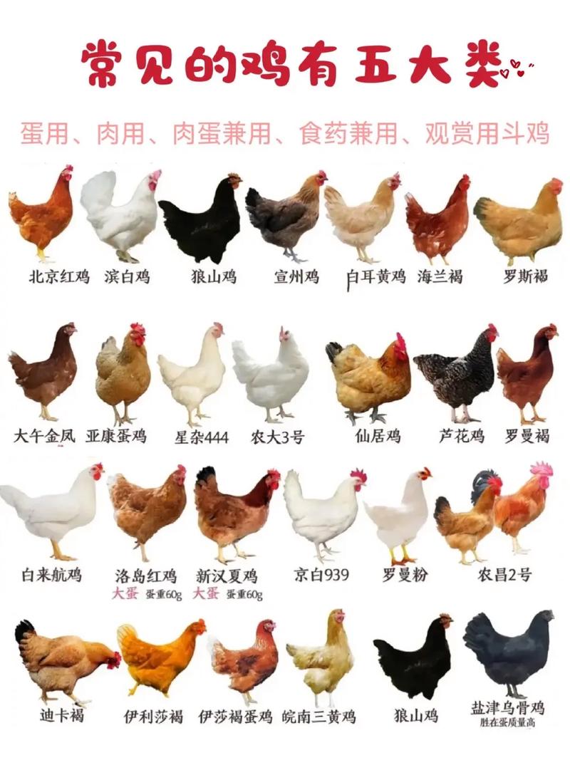 鸡有哪些品种？图片大全在此。-图1