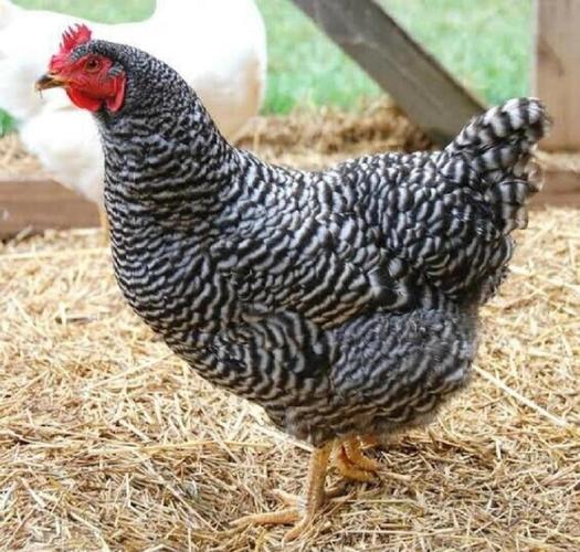 鸡有哪些品种？图片大全在此。-图3