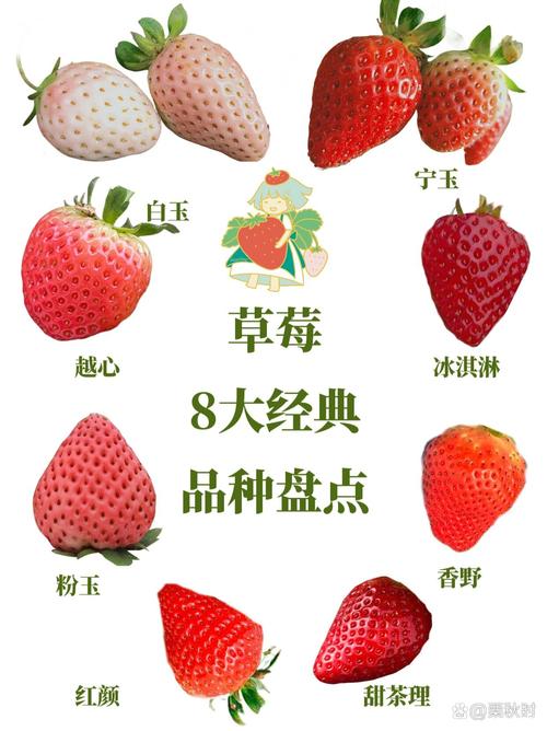 什么品种草莓好种又高产？-图2