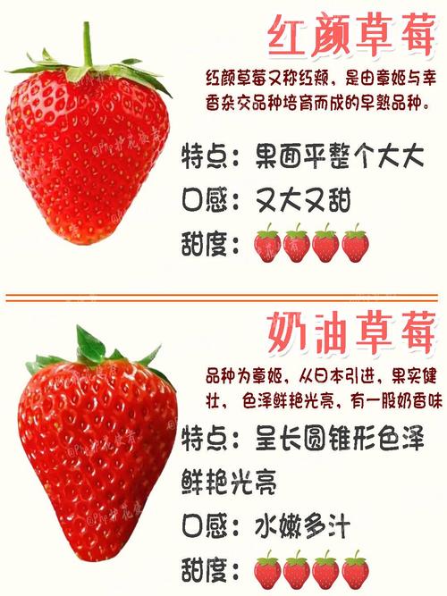 什么品种草莓好种又高产？-图3