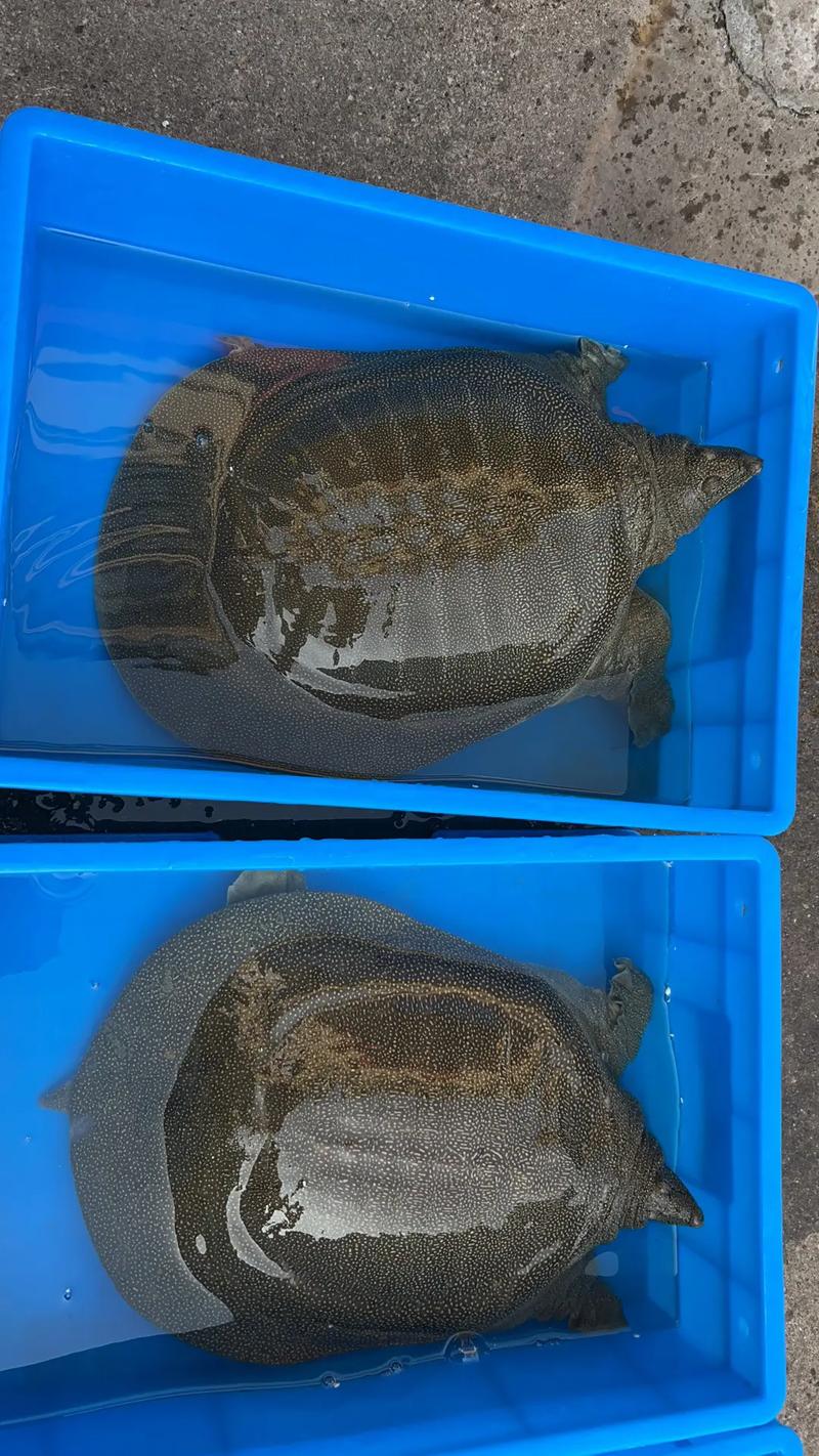 什么品种甲个头最大？-图2