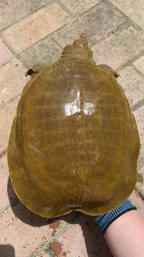 什么品种甲个头最大？-图3