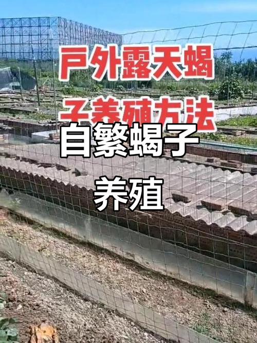 云南蜗牛蝎子养殖技术要点有哪些?-图1 云南蜗牛蝎子养殖技术要点有哪些?-图1